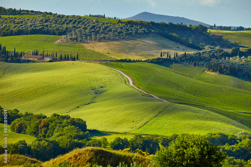 Fototapeta premium Tuscany hills. Italy. May.