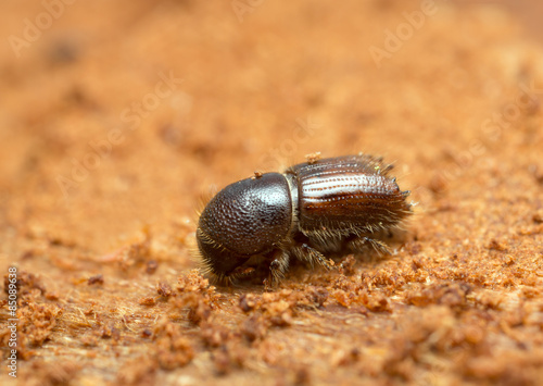 European spruce bark beetle, Ips typographus on wood photographed with high magnification
