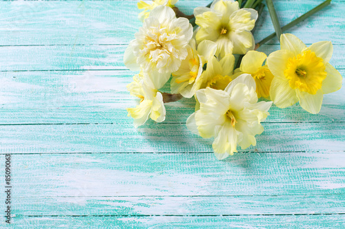 Canvas Print Background with  yellow narcissus