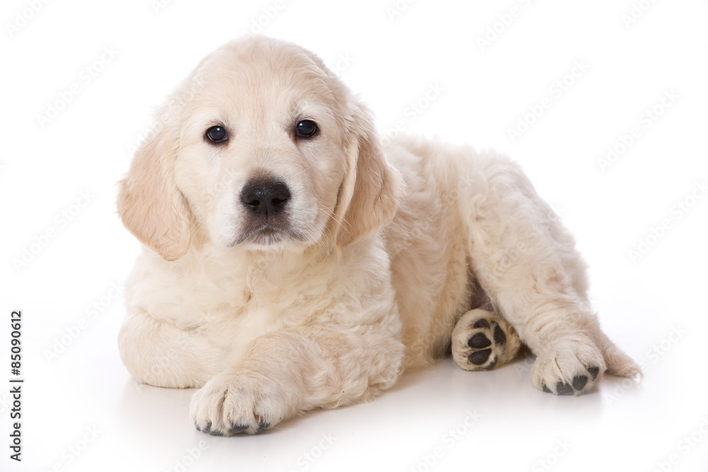 Golden retriever puppy lying and looking at the camera (isolated on white)