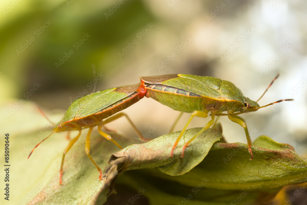Fototapeta premium Mating Green shield bugs, Palomena prasina