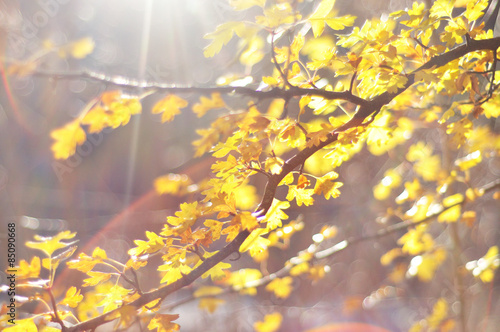 Soft focus of Autumn leaves with sun flares and light