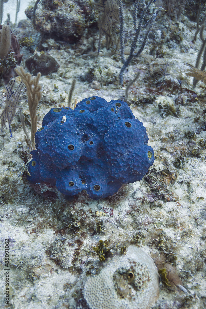 Fototapeta premium Blue sponge