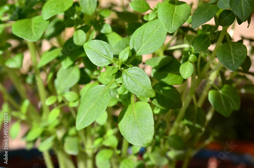 Wallpaper Mural Maceta de albahaca Torontodigital.ca