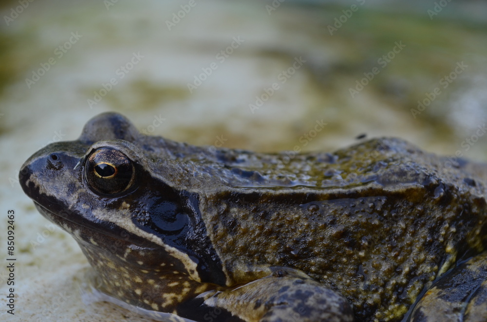 Obraz premium Erdkröte