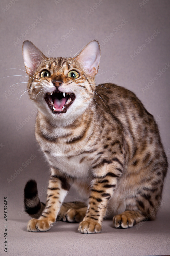 Bengal cat meows and hisses