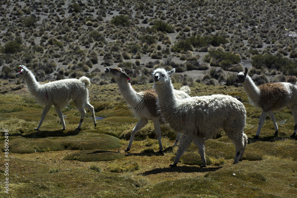 Fototapeta premium リャマ