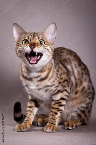 Bengal cat meows and hisses © Dixi_