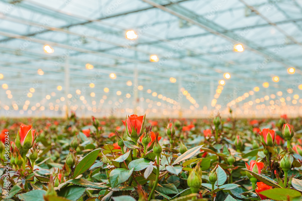 Fototapeta premium Red roses growing inside a greenhouse