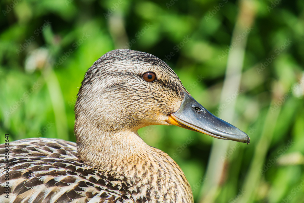 female mallard duck close up of head in profile female mallard duck close up of head in profile
