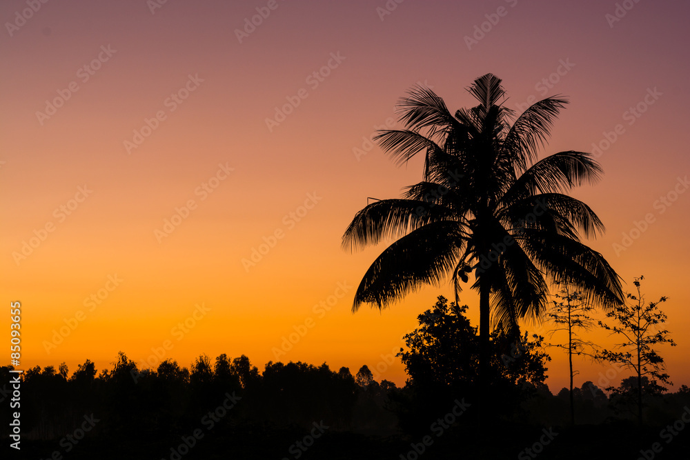 Silhouette of the coconut trees in the quiet countryside spectacular sunrise or sunset