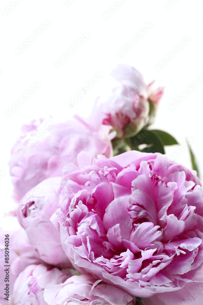 Pink peonies Pink peonies