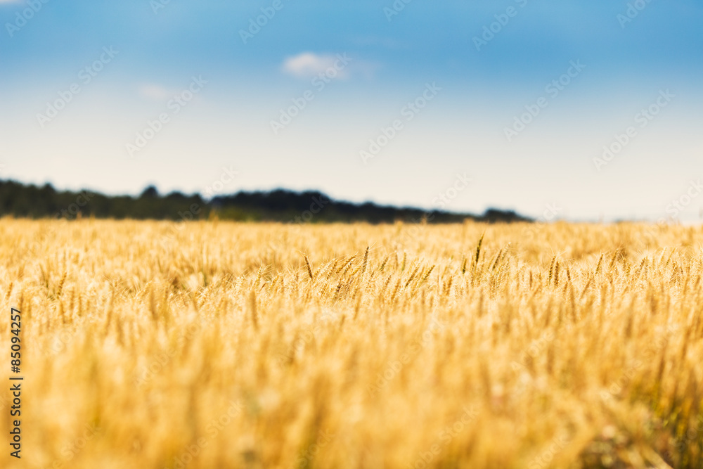 Wheat field