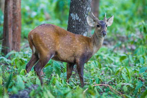 Close up young Hog deer(Cervus porcinus) 