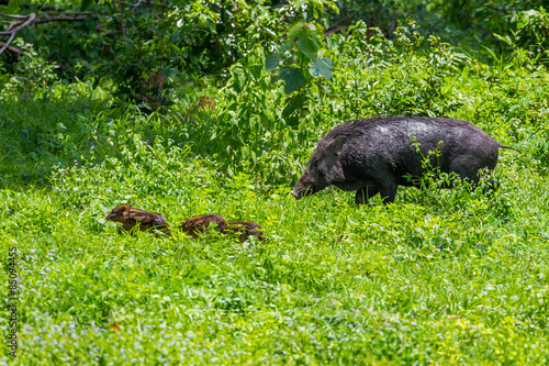Lovely  female Wild boar and her cubs 