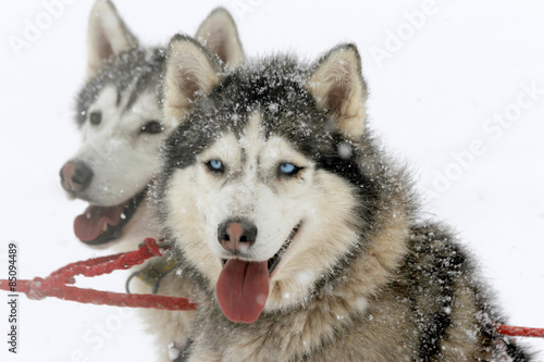 Siberian Husky Sled Dog