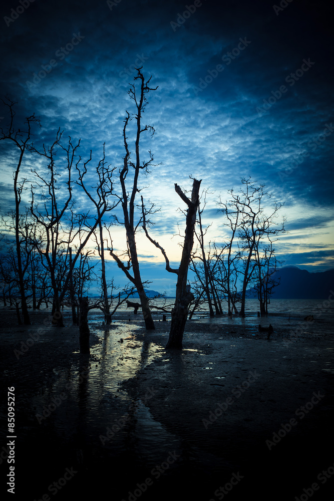 Dead forest and muddy beach at twilight Dead forest and muddy beach at twilight