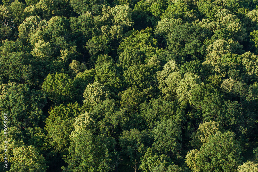 aerial view of the forest