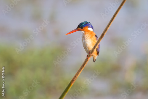 Foto Malachite kingfisher sitting on reed and look at fish in the wat