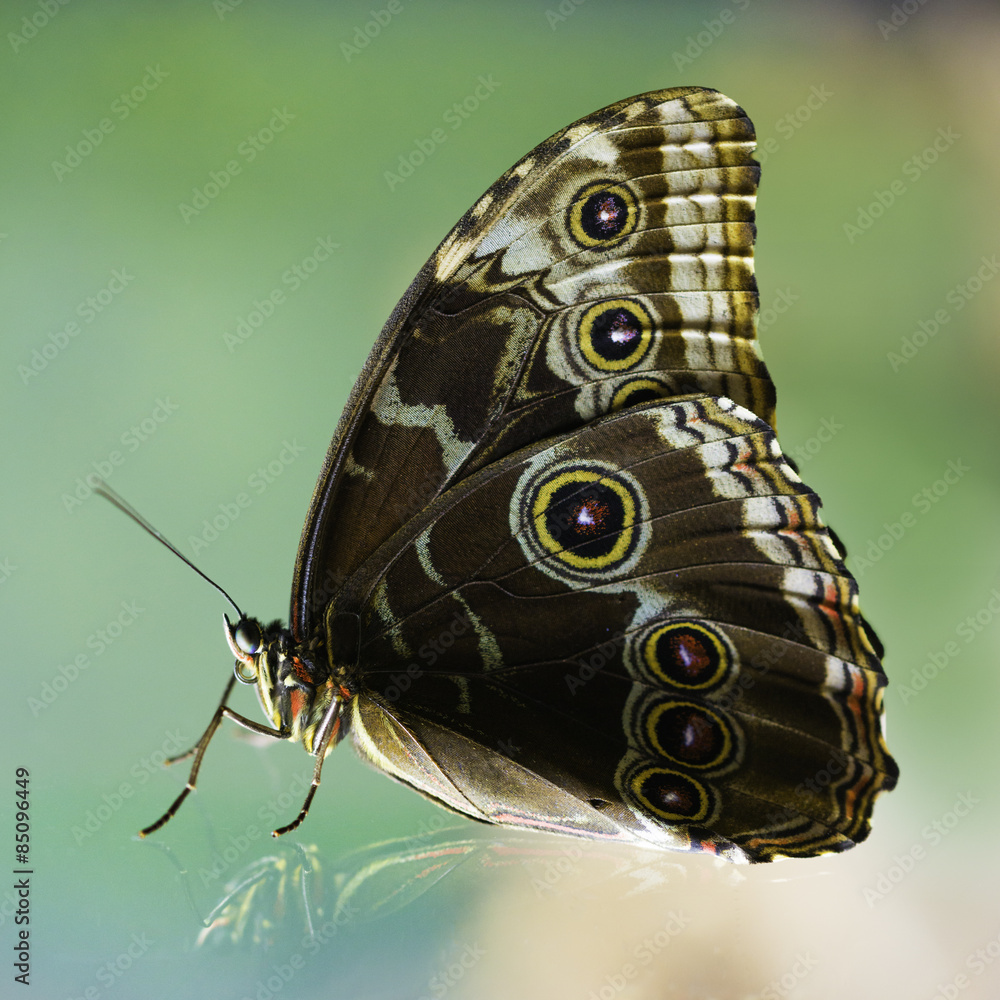 Naklejka premium Butterfly