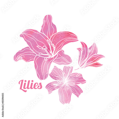 Fototapeta Naklejka Na Ścianę i Meble -  Painted Pink Watercolor Lilies