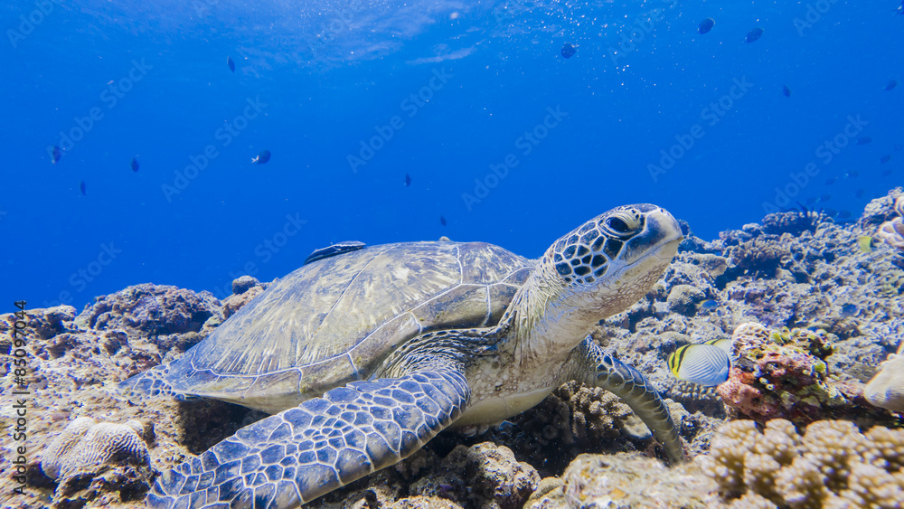 Obraz premium Green turtle staying