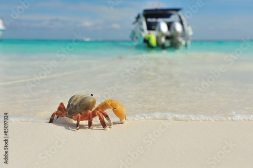 crab on the beach