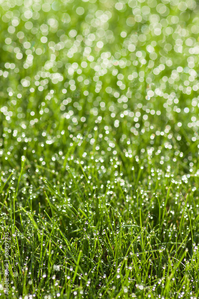 grass with dew drops grass with dew drops