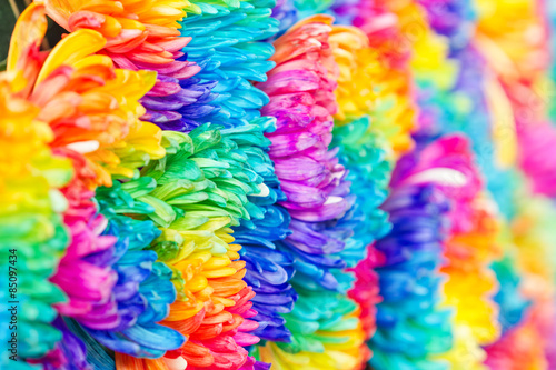 Fototapeta Naklejka Na Ścianę i Meble -  Colorful of rainbow Chrysanthemum flower