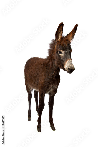 young brown donkey