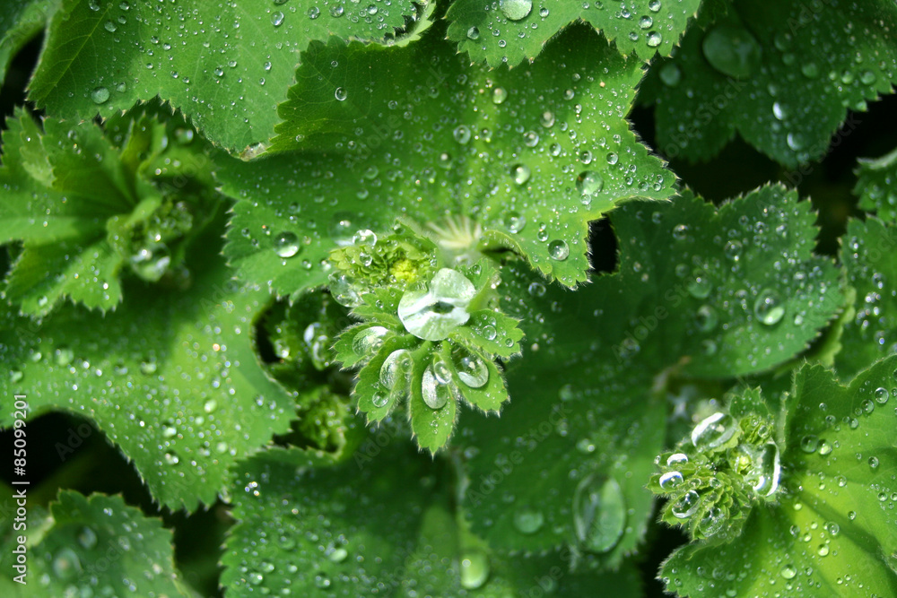 Wassertropfen Wassertropfen