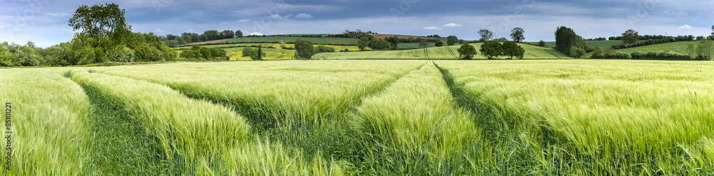 Panorama of a wheat field in spring