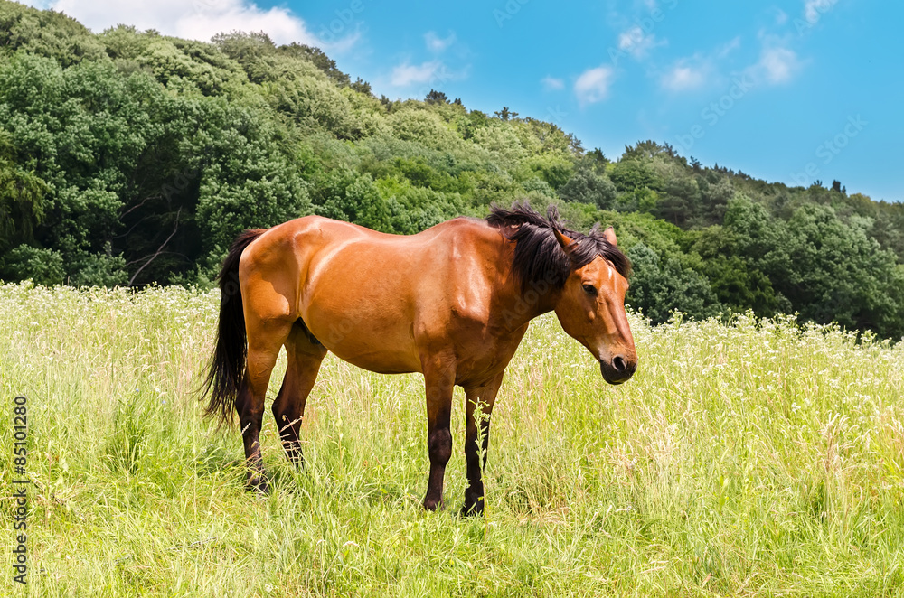 Fototapeta premium horse in the field