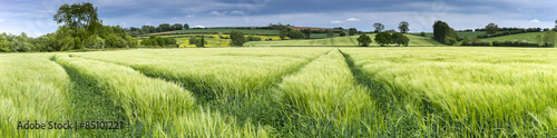 Panorama of a wheat field in spring photo