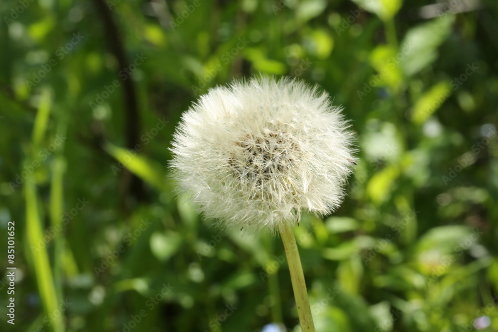 dandelion wild field flowers in the garden grass summer dandelion wild field flowers in the garden grass summer