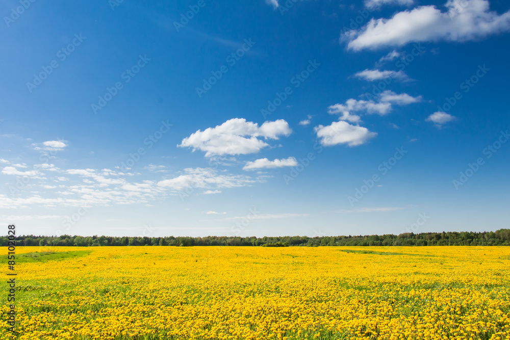 Field of yellow dandelions against the blue sky.