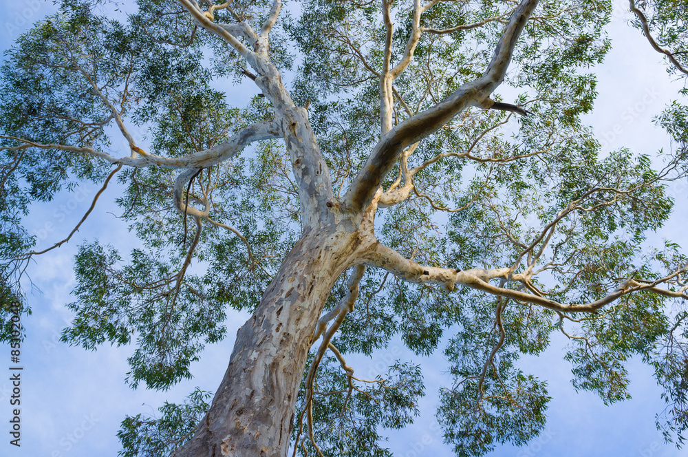 Canopy of big Australian Eucalyptus tree