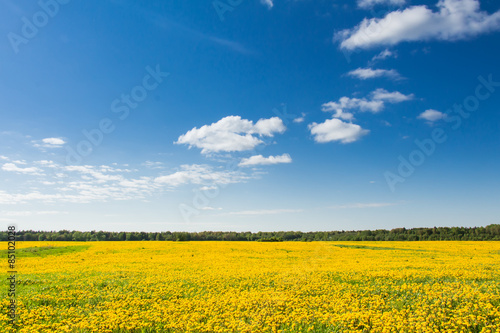 Field of yellow dandelions against the blue sky.