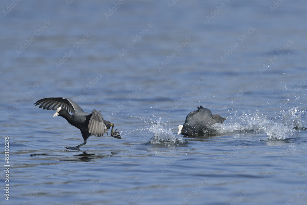 Obraz premium Blässhuhn während der Balz