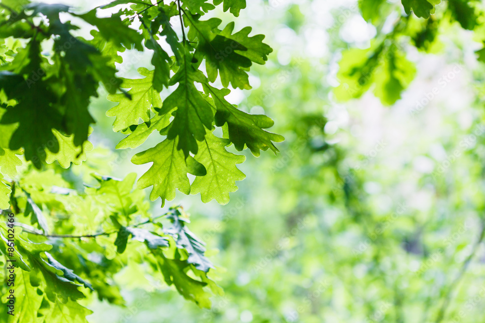 green oak leaves in summer rainy day - obrazy, fototapety, plakaty 