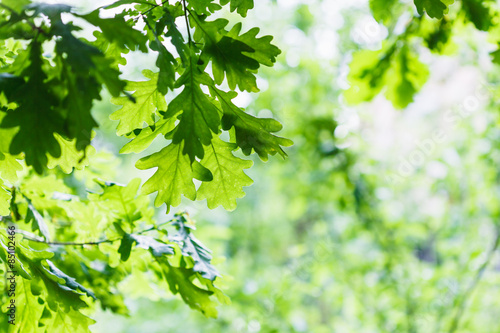 green oak leaves in summer rainy day photo