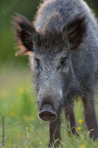 Wild boar © Erik Mandre