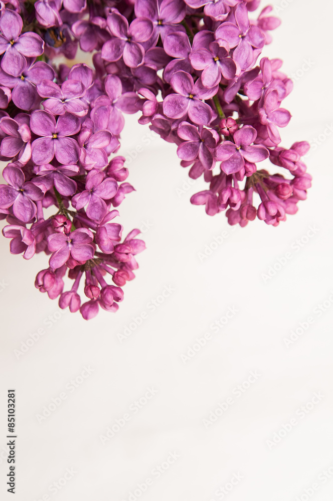 Fototapeta premium purple lilac against a white background