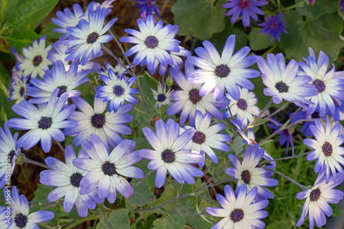 Fototapeta Naklejka Na Ścianę i Meble -  Group of flowers senetti in the garden in summer in Poland.