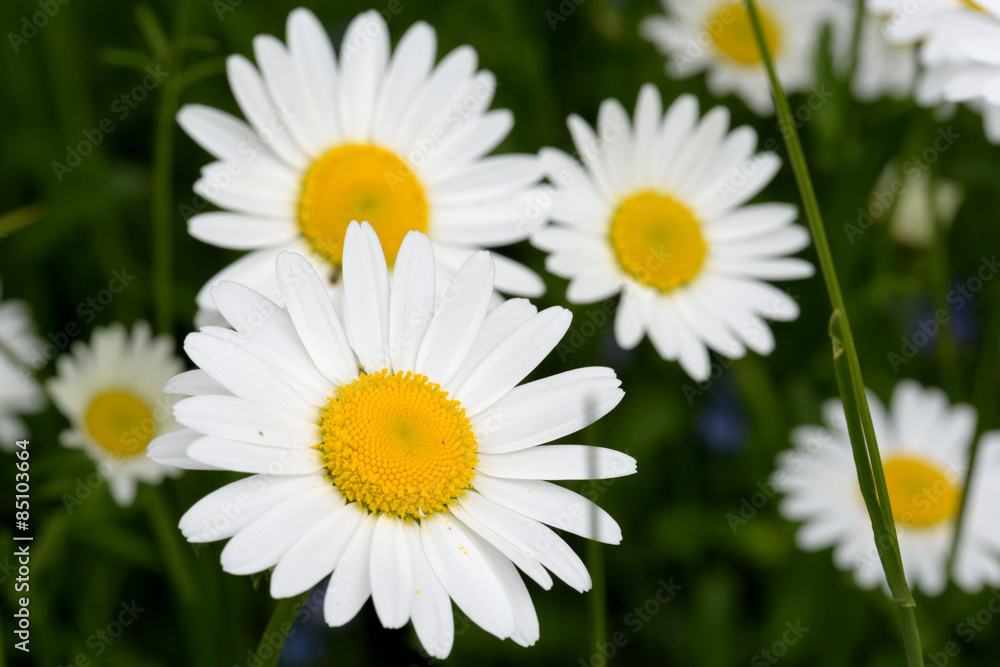 Obraz premium Oxeye daisy