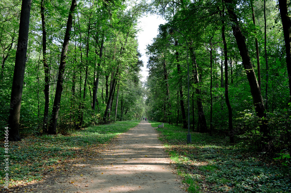 Pathway in forest park Pathway in forest park