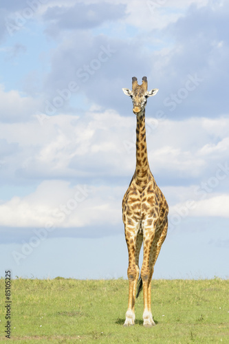 Giraffe (Giraffa camelopardalis) on savanna, Serengeti National Park, Tanzania.