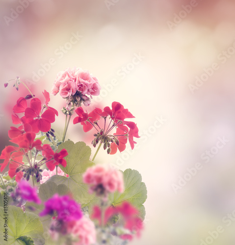 Fototapeta Naklejka Na Ścianę i Meble -  Geranium Flowers