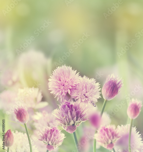 Chives Blossom