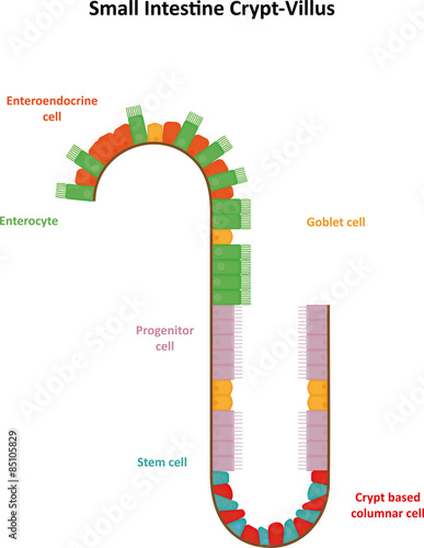 Small Intestine Crypt Villus Labelled 